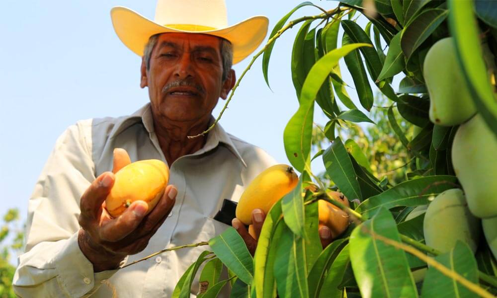 Agricultores michoacanos venden a Europa sin intermediarios