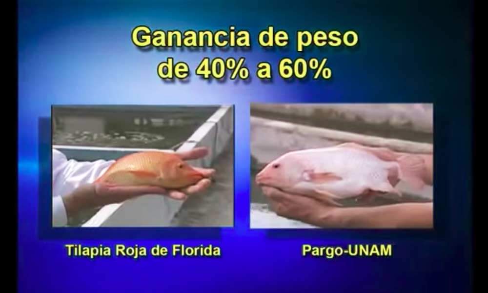 Comparativa del Pez Pargo UNAM con la Tilapia Roja de Florida