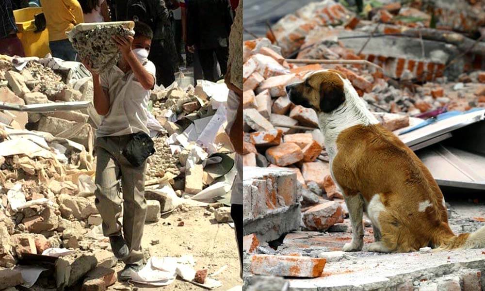 Niños ayudando y mascotas desamparadas después del sismo en Ciudad de México