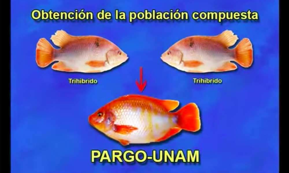 Obtención de la población del Pez Pargo UNAM